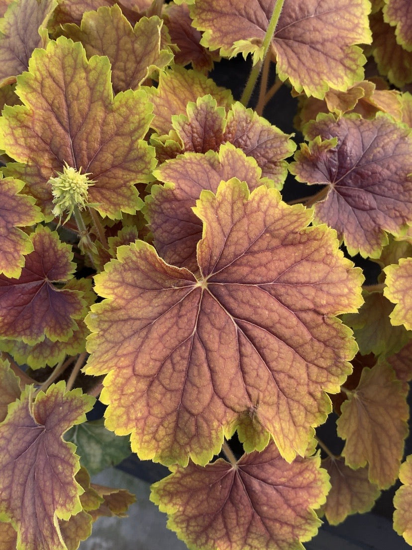 Heuchera Delta Dawn 1G